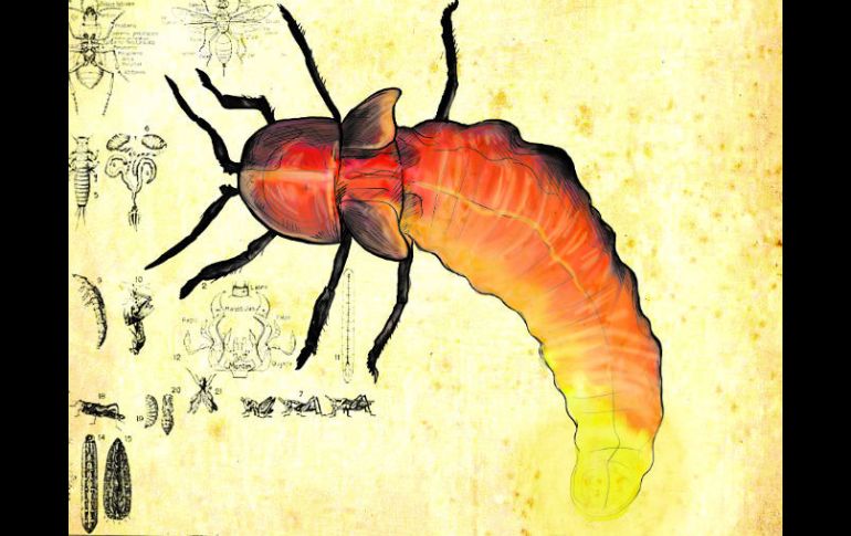 El arlomo es el animalito que provoca un un grano colorado, de unos 35 centímetros de diámetro con relleno punzante y ardoroso. ESPECIAL /