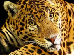 El jaguareté, jaguar u ''onça pintada'' está en la lista de especies amenazadas de extinción. ARCHIVO /