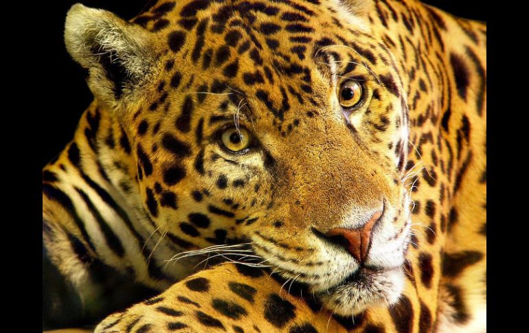 El jaguareté, jaguar u ''onça pintada'' está en la lista de especies amenazadas de extinción. ARCHIVO /