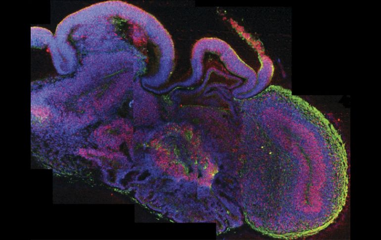 Imagen del desarrollo del cerebro, con todas las células en azul, las células madre neuronales en rojo, y las neuronas en verde. EFE /