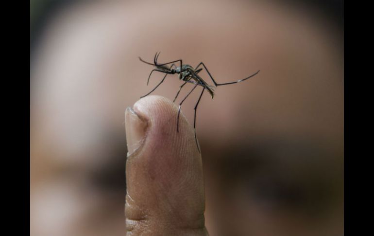 La enfermedad es transmitida por un mosquito y se recomienda acudir al médico ante cualquier síntoma. ARCHIVO /