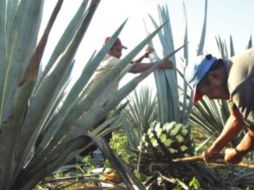 El fondo se destinará a fomentar el desarrollo económico y social de la región donde se encuentra la Ruta del Tequila. NTX /