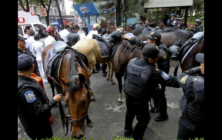 Los ejemplares fueron capturados y atendidos por personal de la SSPDF. SUN /