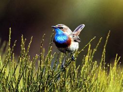 La protección de algunos ecosistemas es más difícil que la de otros.  /