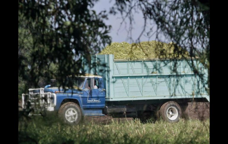 La producción de granos, oleaginosas, frutas, legumbres y caña de azúcar creció 102 millones de toneladas. ARCHIVO /