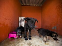 Quienes se oponen al sacrificio de los perros proponen la esterilización y adopción de los animales. ARCHIVO /