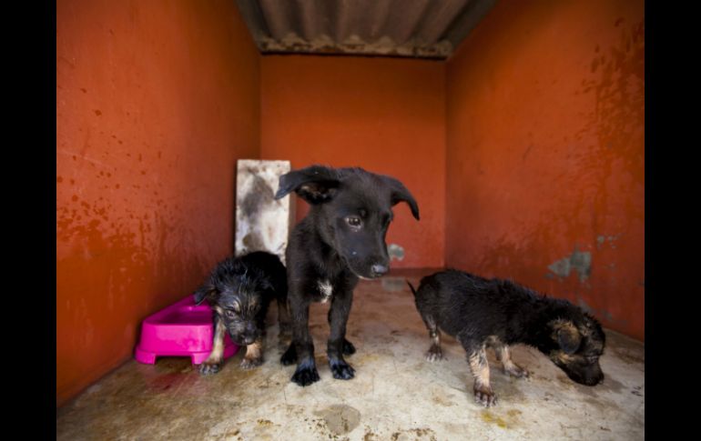 Quienes se oponen al sacrificio de los perros proponen la esterilización y adopción de los animales. ARCHIVO /