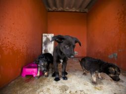 Con el pretexto de que ya no hay para darles de comer, muchas personas tiran a sus mascotas a la calle; el proble podría incrementarse. ARCHIVO /