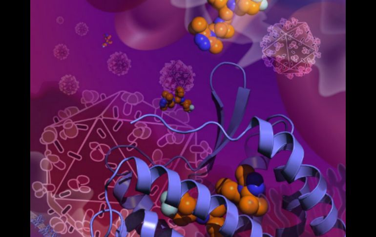 El descubrimiento ayudará a entender cómo el VIH infecta las células y cómo se puede mejorar el proceso de los medicamentos. EFE /