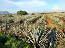 Gerardo Sánchez señala que se buscará colocar a Jalisco a la vanguardia en la innovación de modelos para la integración de productores. ARCHIVO /