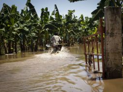 La tormenta tropical ''Manuel'' dejo platanales ahogados en lodo.  /