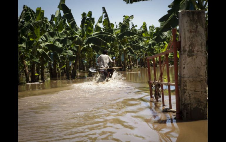 La tormenta tropical ''Manuel'' dejo platanales ahogados en lodo.  /