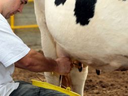 La leche de vaca está diseñada para el ternero, no para los humanos. ARCHIVO /