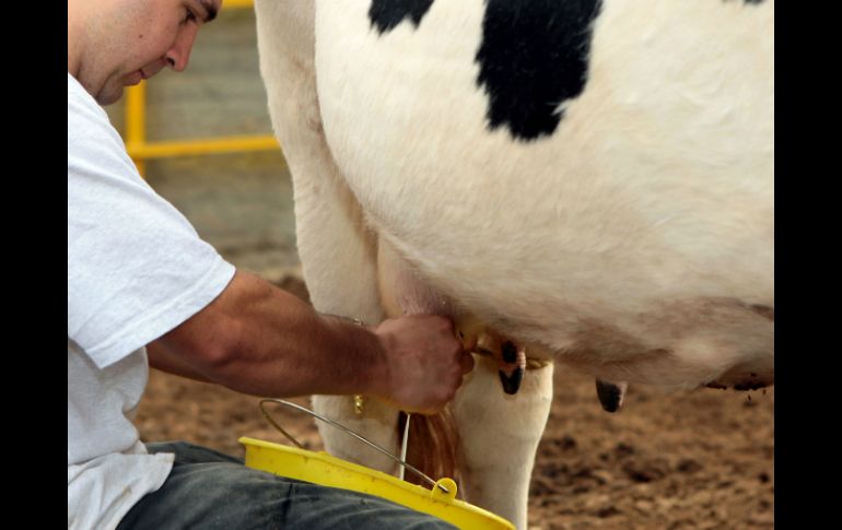 La leche de vaca está diseñada para el ternero, no para los humanos. ARCHIVO /