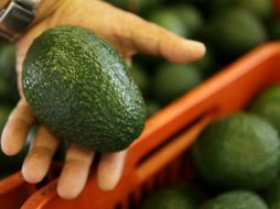 México ocupa el primer lugar como productor mundial de aguacate. ARCHIVO /