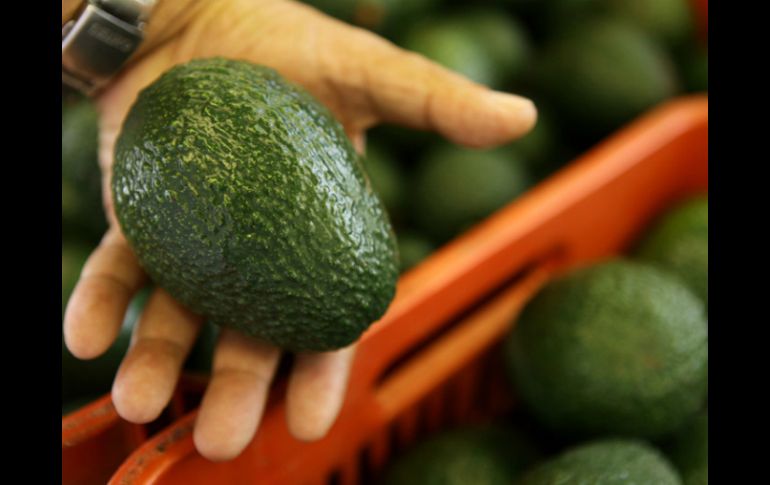 México ocupa el primer lugar como productor mundial de aguacate. ARCHIVO /