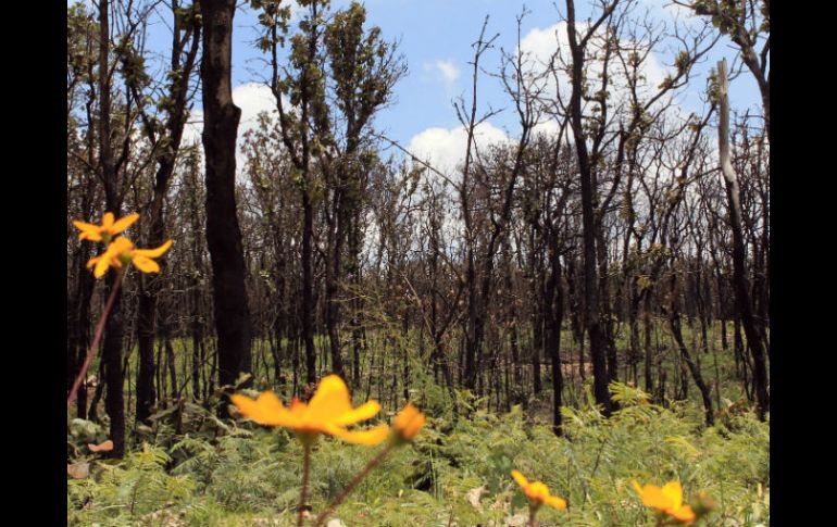 El Organismo del Bosque de La Primavera se crea con el objetivo de llevar el manejo del área de protección de flora y fauna. ARCHIVO /