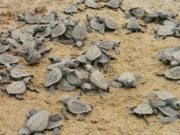 Unas 250 mil tortugas pueden anidar en una sola temporada de agosto a diciembre en Nicaragua. ARCHIVO /