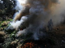 En el terreno de siembra se encontraban 161 mil 600 plantas que fueron destruídas. ARCHIVO /