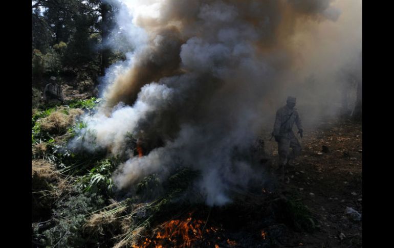 En el terreno de siembra se encontraban 161 mil 600 plantas que fueron destruídas. ARCHIVO /