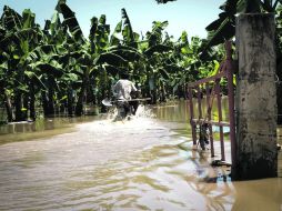 Cihuatlán. Platanar tras el paso de la tormenta tropical 'Manuel'' que dejó bajo el agua entre mil 700 y dos mil hectáreas de cultivo.  /