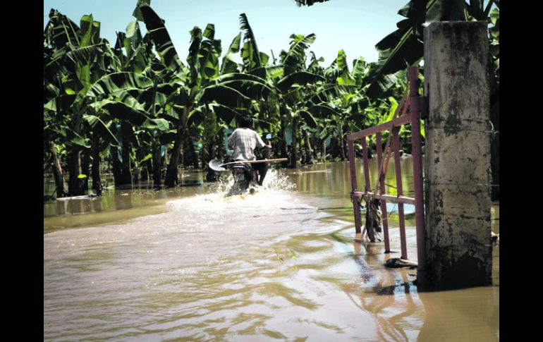 Cihuatlán. Platanar tras el paso de la tormenta tropical 'Manuel'' que dejó bajo el agua entre mil 700 y dos mil hectáreas de cultivo.  /