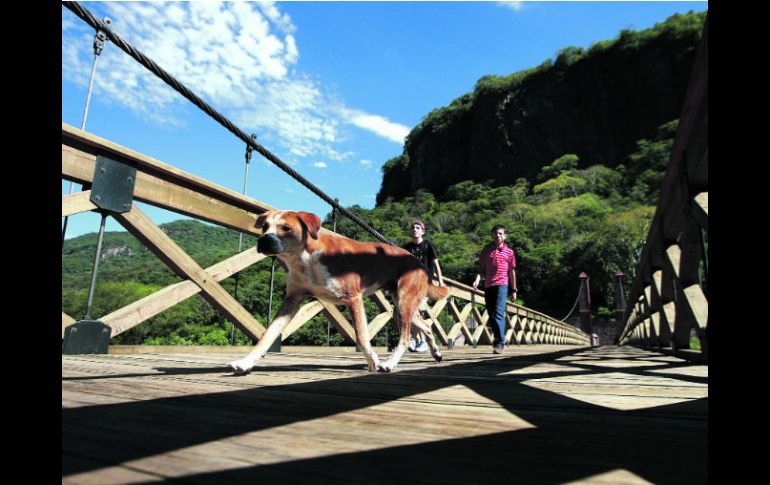 El reconstruido puente vuelve a llenarse de vida con los visitantes que, por el momento, sólo pueden recorrerlo los fines de semana. EL INFORMADOR /