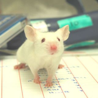 Japón frena tumor cerebral de ratón con tecnología molecular