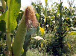 En la zona sur del Estado, citó el maíz, sorgo, agave y pasto como los más afectados por el paso de 'Manuel'. ARCHIVO /