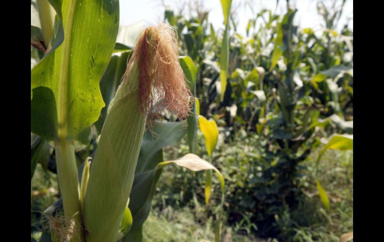 En la zona sur del Estado, citó el maíz, sorgo, agave y pasto como los más afectados por el paso de 'Manuel'. ARCHIVO /