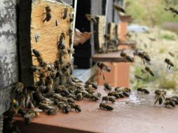 El cambio de hábitat de los animales a otra zona, en este caso la ciudad, causa hostilidad contra los intrusos. ARCHIVO /