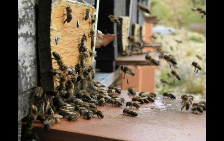 El cambio de hábitat de los animales a otra zona, en este caso la ciudad, causa hostilidad contra los intrusos. ARCHIVO /