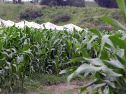 Las plantaciones de maíz fueron de las que más sufrieron durante las lluvias. ARCHIVO /