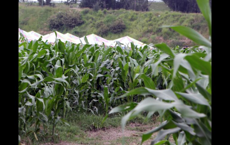 Las plantaciones de maíz fueron de las que más sufrieron durante las lluvias. ARCHIVO /