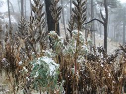 Gracias a esta nueva disposición se argumenta que se conservaran 235 especies que confluyen en el Nevado. ARCHIVO /