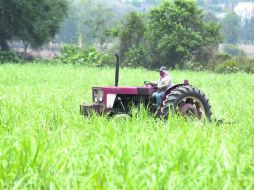 Los pequeños productores son el núcleo que resultaría más diezmado, de aprobarse la reforma fiscal propuesta por Peña Nieto. EL INFORMADOR /