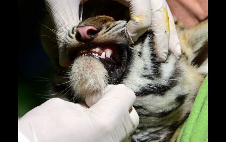 El parque tiene una regla estricta contra meter cualquier parte del cuerpo al lugar dónde están los animales. AFP /