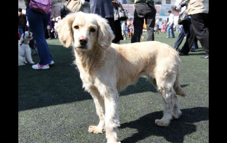 Al final del día el encuentro de mascotas no distinguió de razas para hacerles pasar un domingo inusual. ARCHIVO /