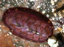 Existen diversas clases de Chiton, este es un Tonicella lineata. Tomada de @kathleenreed en Twitter. ESPECIAL /