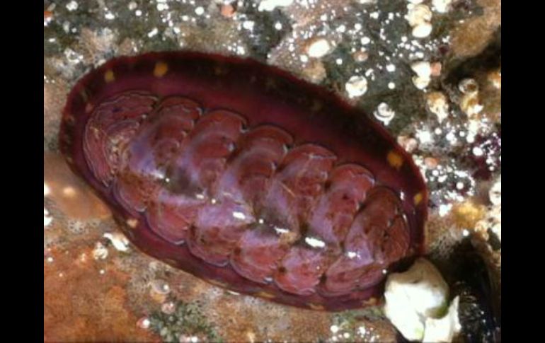 Existen diversas clases de Chiton, este es un Tonicella lineata. Tomada de @kathleenreed en Twitter. ESPECIAL /