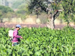 En México, durante este ciclo agrícola, la producción de trigo, sorgo, maíz y frijol ha tenido excedentes. EL INFORMADOR /