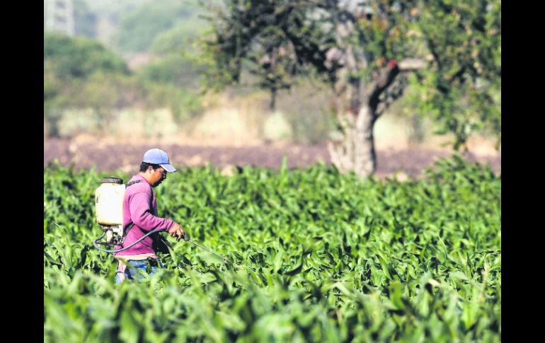 En México, durante este ciclo agrícola, la producción de trigo, sorgo, maíz y frijol ha tenido excedentes. EL INFORMADOR /