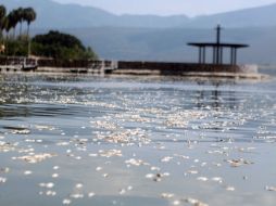 La dependencia indica que la muerte de los peces ocurre regularmente durante agosto, septiembre y octubre.  /