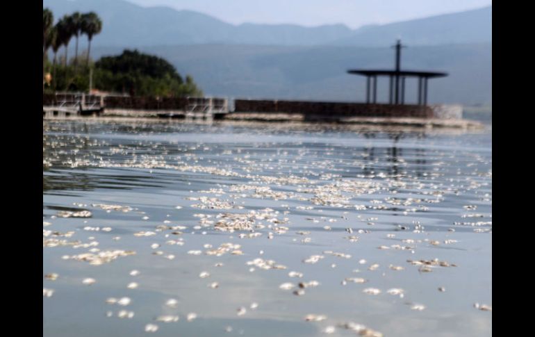 La dependencia indica que la muerte de los peces ocurre regularmente durante agosto, septiembre y octubre.  /