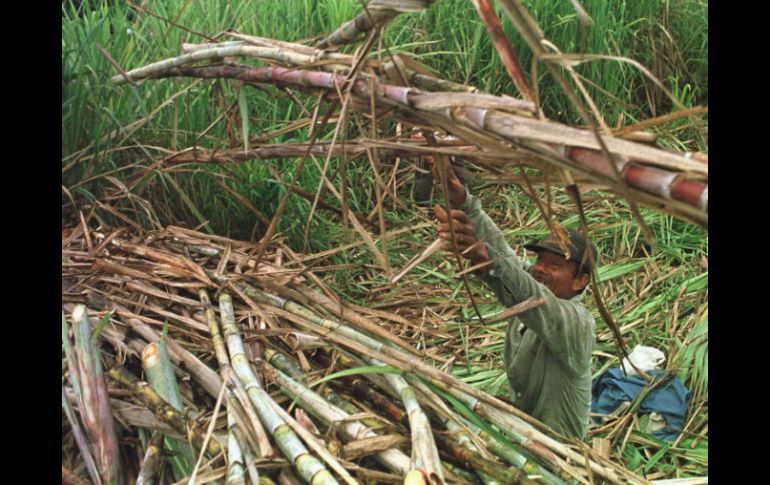 En Jalisco hay una siembra registrada por ingenios cañeros de 75 mil 820 hectáreas sembradas. ARCHIVO /