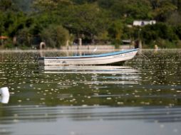 Este miércoles continuarán las labores de saneamiento en la recolección de los peces. EL INFORMADOR /