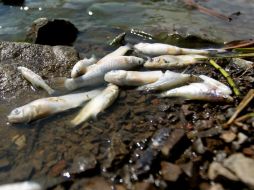 Las muestras forenses y de agua son analizadas a fin de establecer con mayor precisión la causa de mortandad de los peces. ARCHIVO /