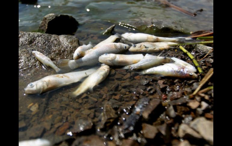 Las muestras forenses y de agua son analizadas a fin de establecer con mayor precisión la causa de mortandad de los peces. ARCHIVO /