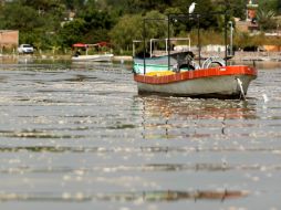 El 14 de octubre murieron cientos de peces en la laguna de Cajititlán. ARCHIVO /