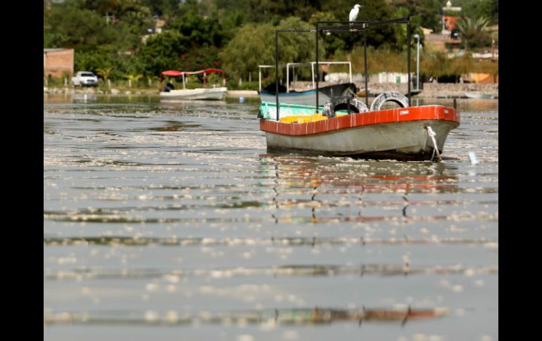 El 14 de octubre murieron cientos de peces en la laguna de Cajititlán. ARCHIVO /